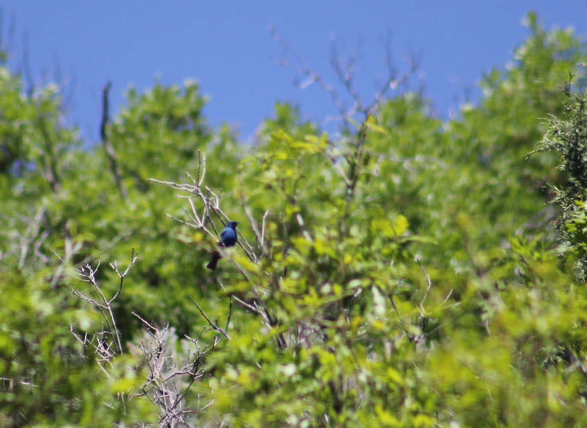 Indigo Bunting - ML636896403