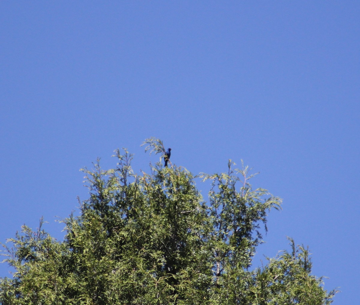 Indigo Bunting - ML636896404