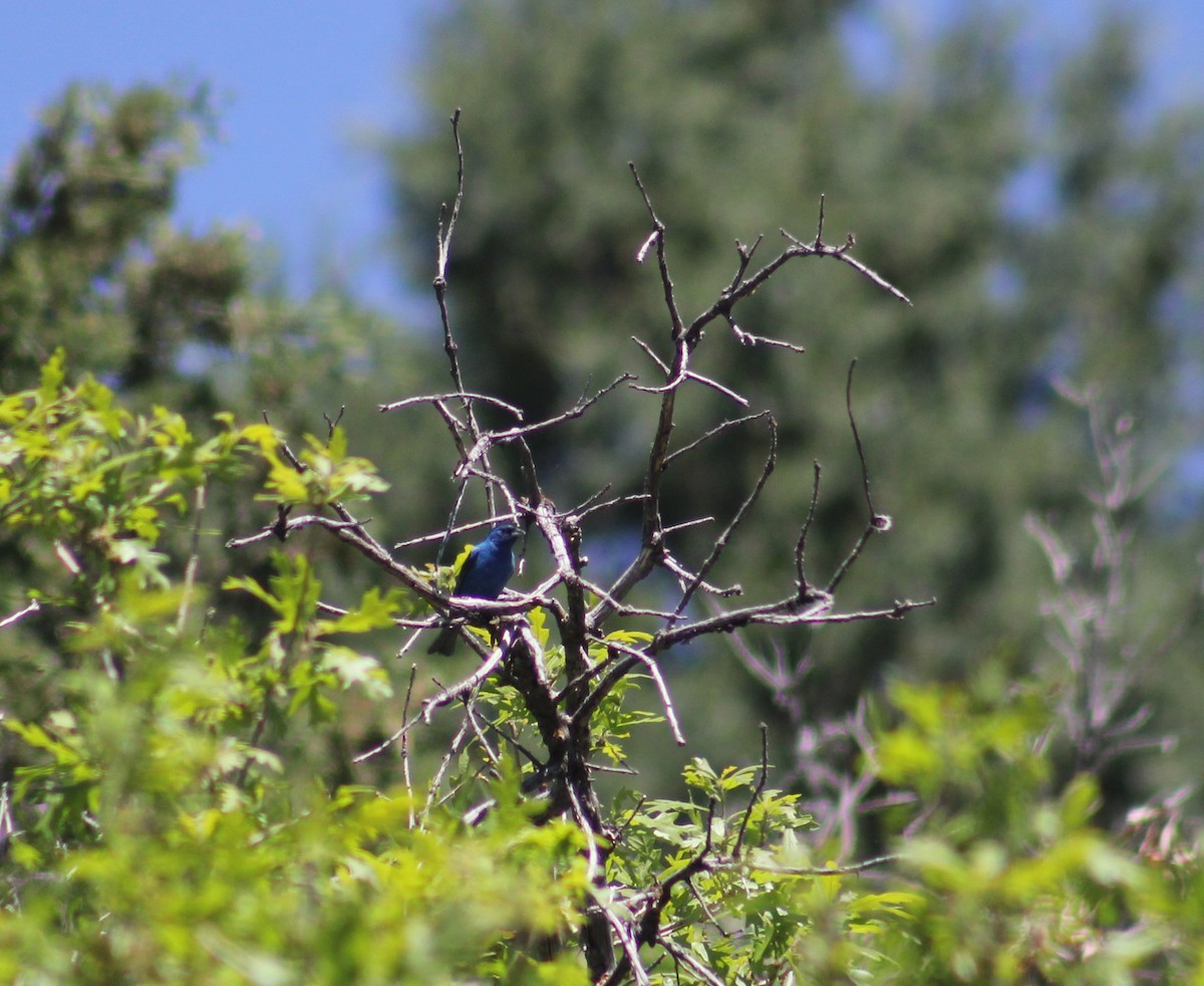 Indigo Bunting - ML636896405