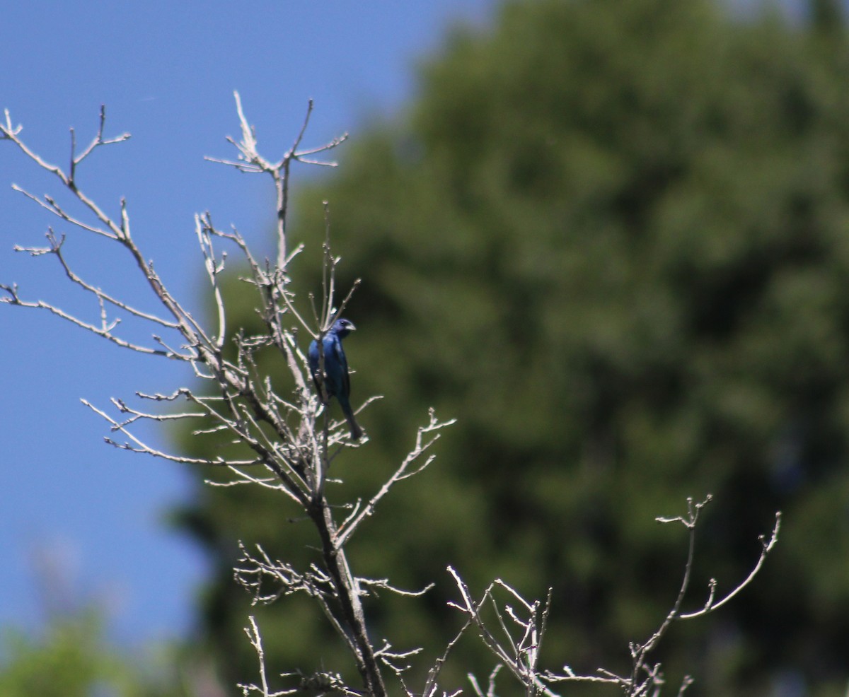Indigo Bunting - ML636896406
