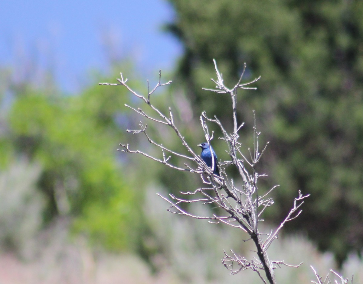 Indigo Bunting - ML636896407