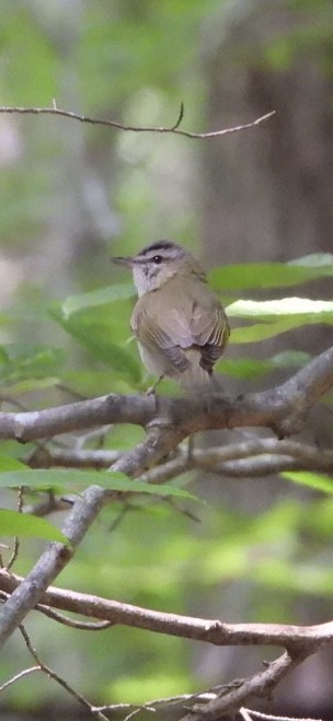 Red-eyed Vireo - ML636896546