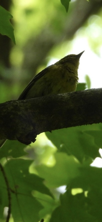 Pine Warbler - ML636896634