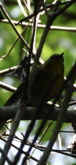 Pine Warbler - ML636896635