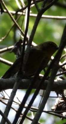 Pine Warbler - ML636896636