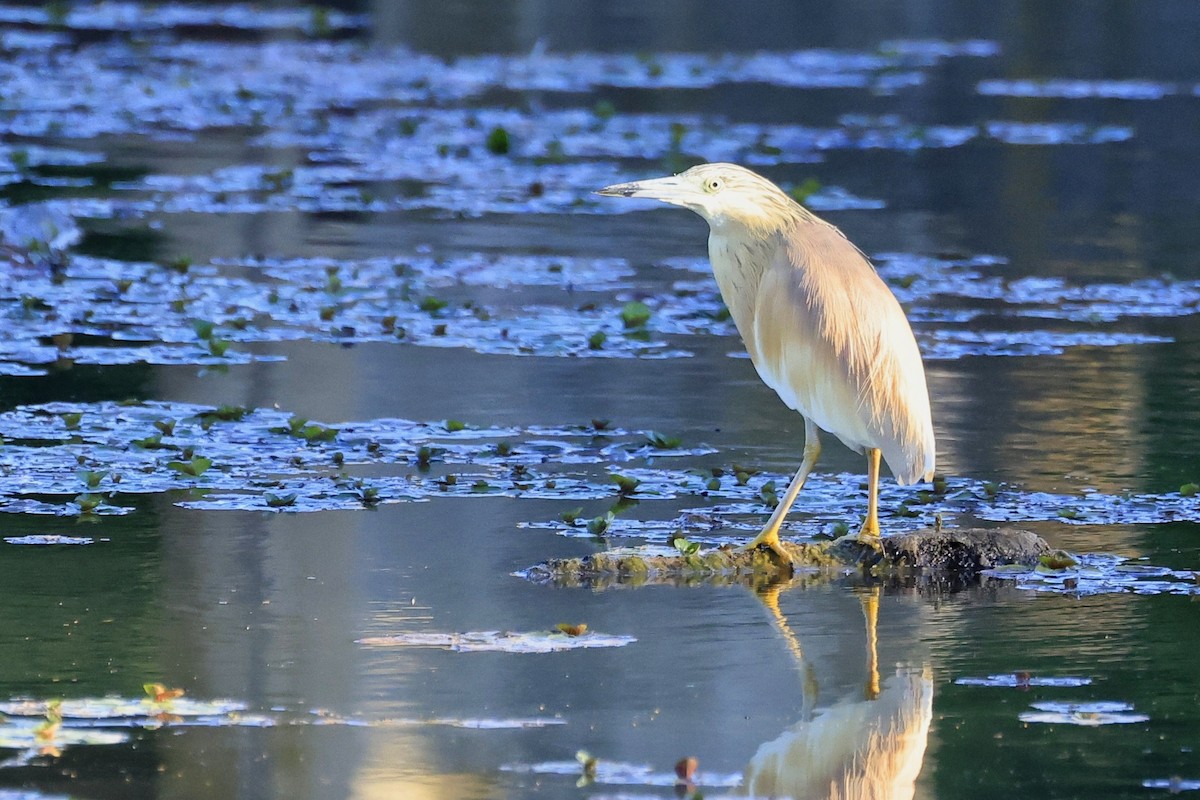Squacco Heron - ML636896702