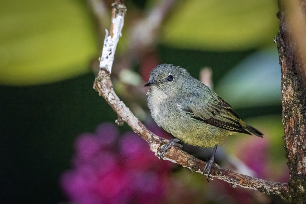 Black-sided Flowerpecker - ML636896722