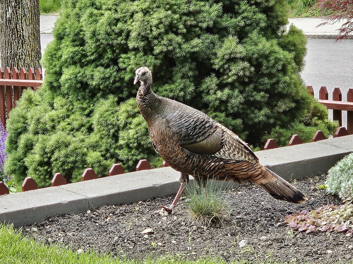Wild Turkey - ML636896723