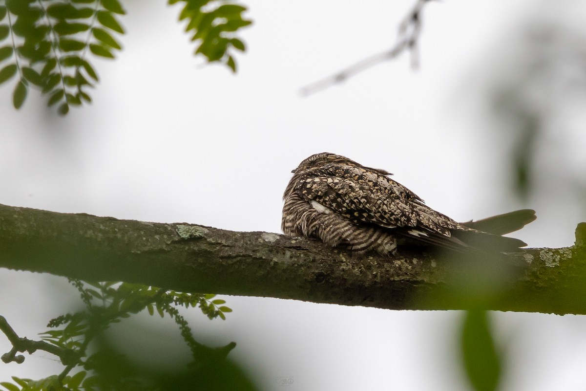 Common Nighthawk - ML636896751