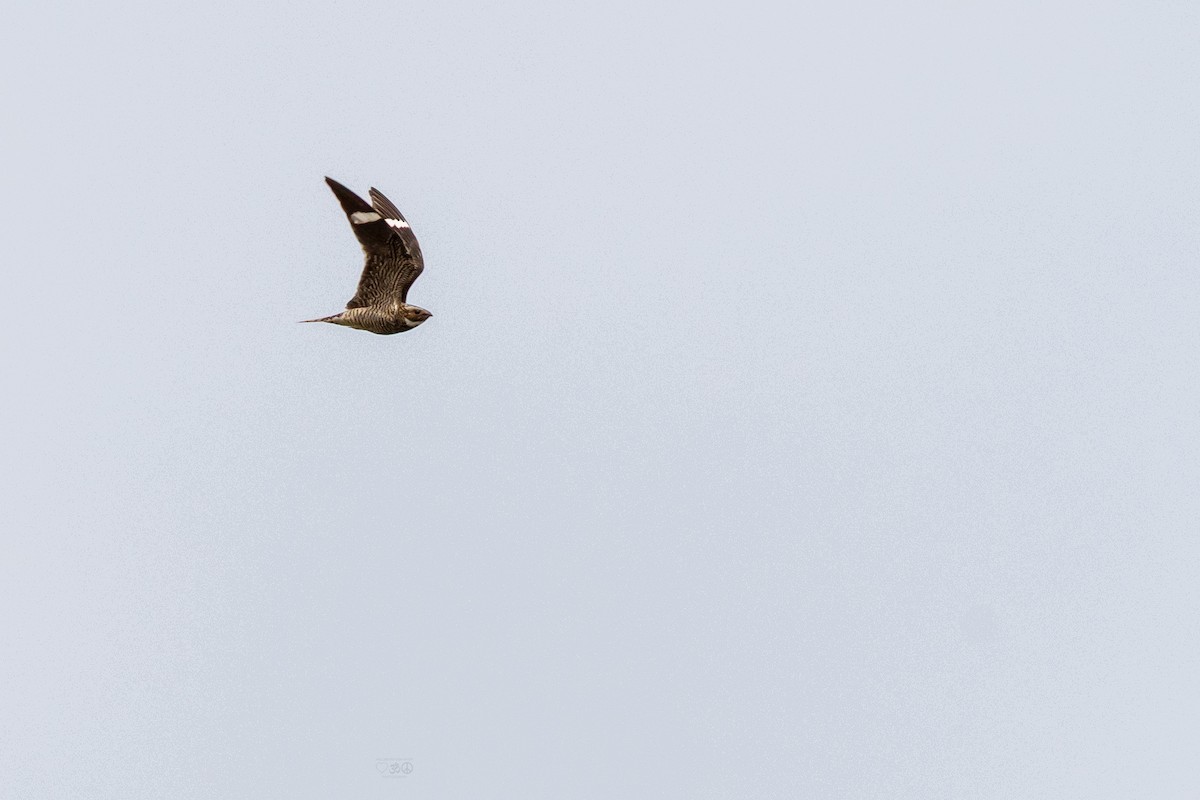 Common Nighthawk - ML636896753