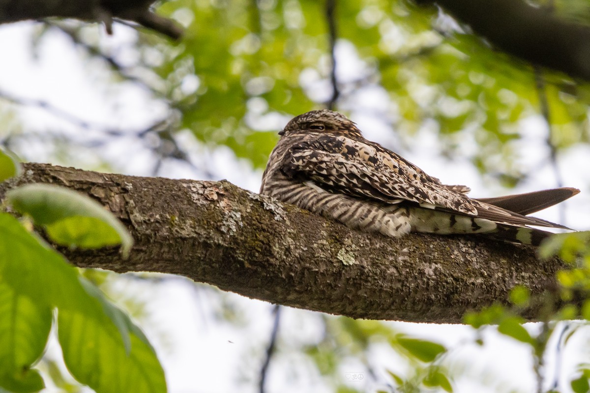 Common Nighthawk - ML636896756