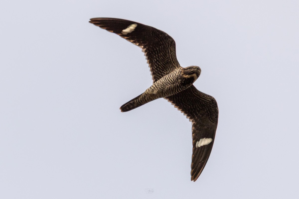 Common Nighthawk - ML636896761