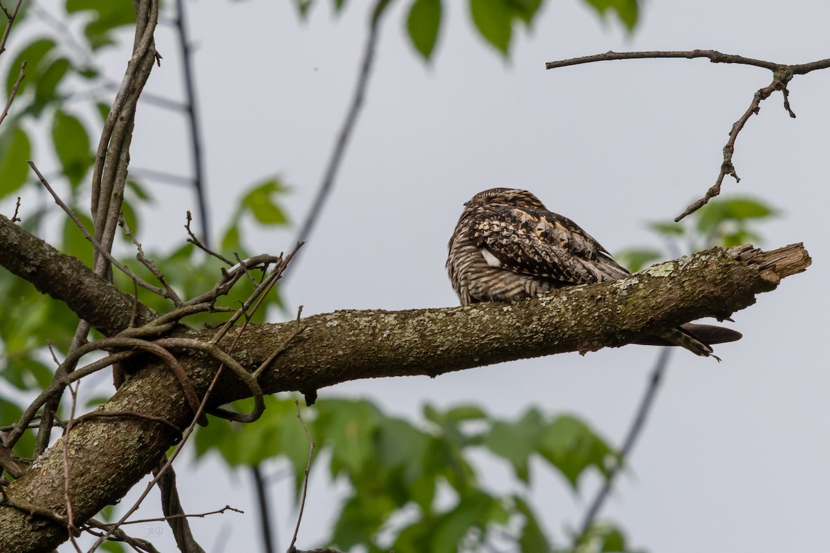 Common Nighthawk - ML636896764