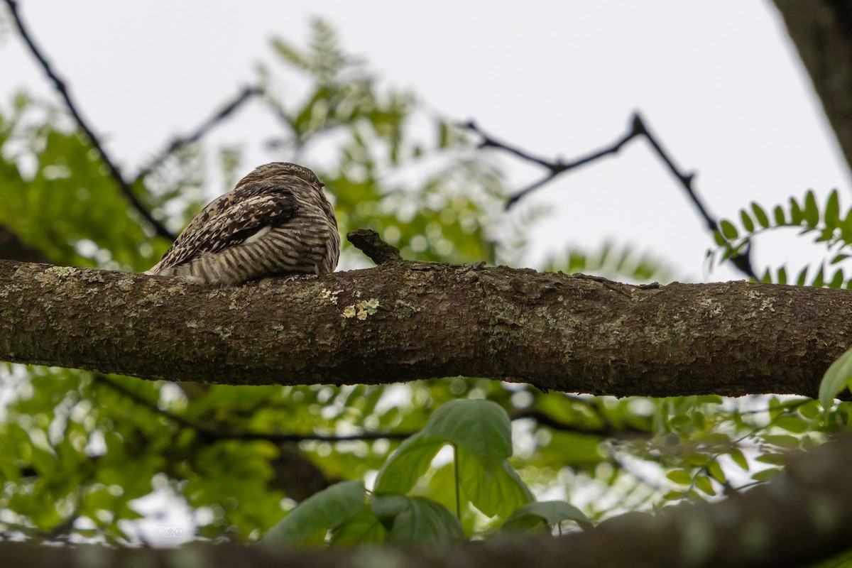Common Nighthawk - ML636896766