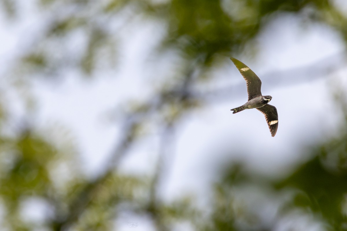 Common Nighthawk - ML636896769