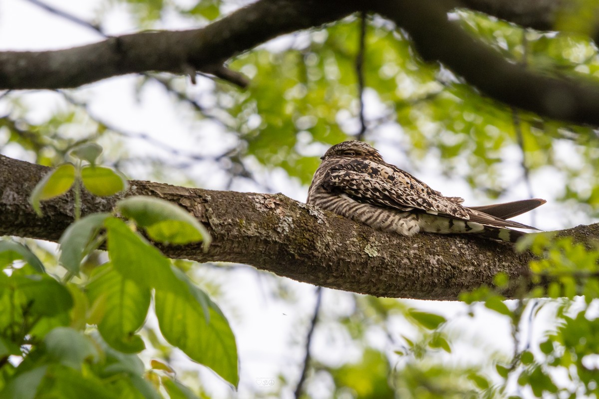 Common Nighthawk - ML636896774
