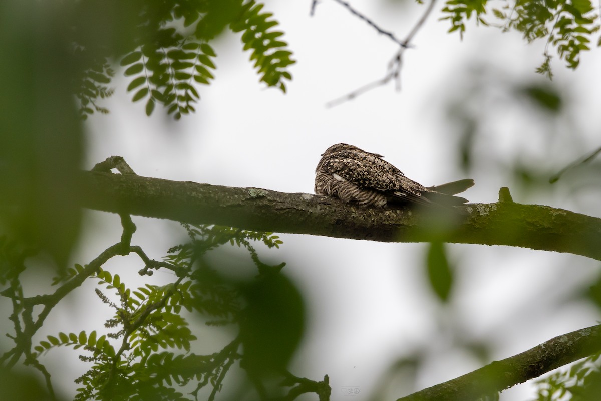 Common Nighthawk - ML636896777