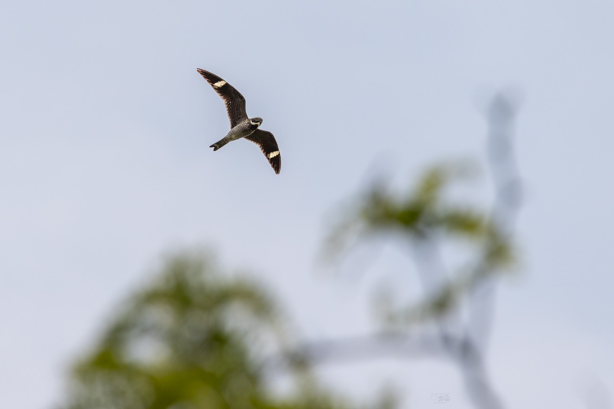 Common Nighthawk - ML636896778
