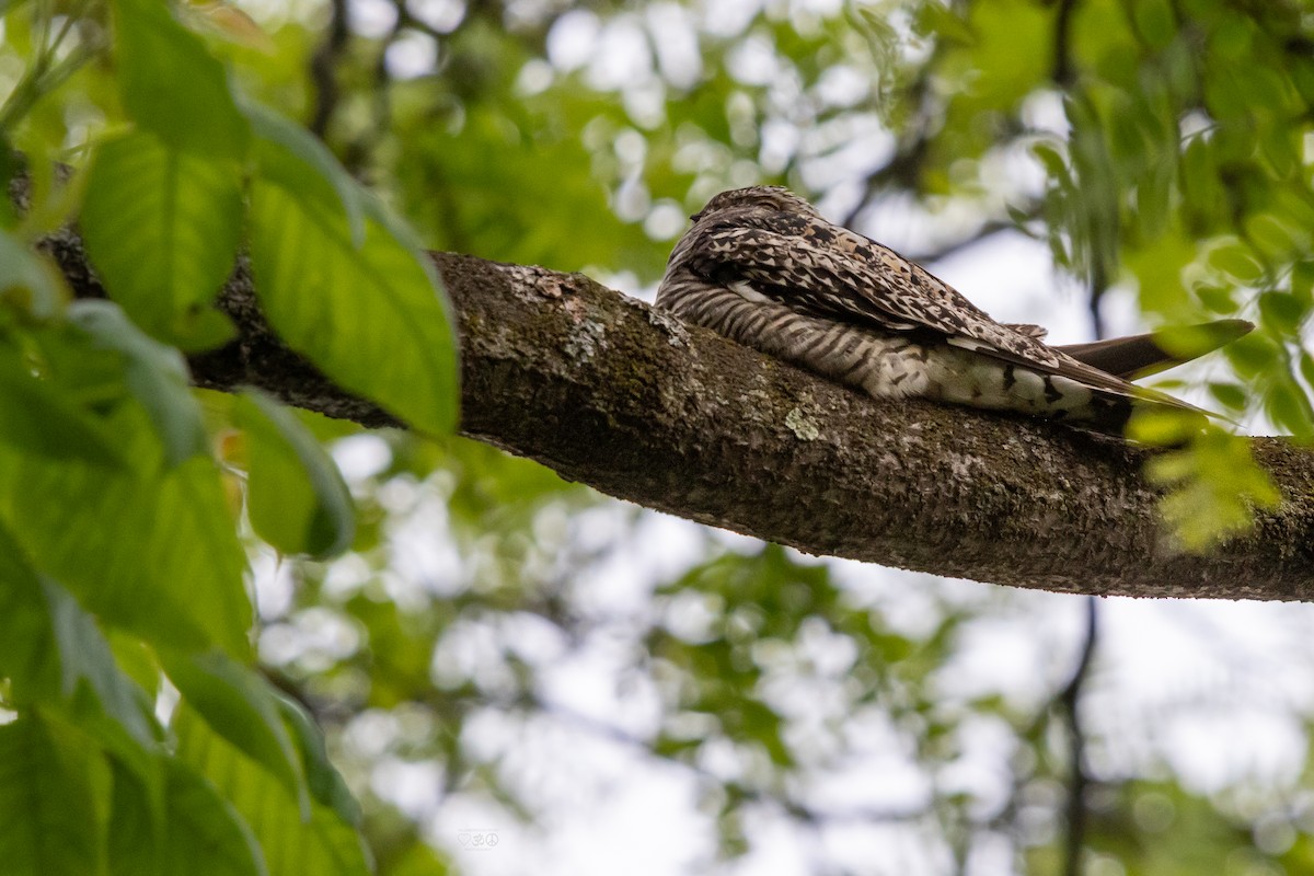 Common Nighthawk - ML636896780