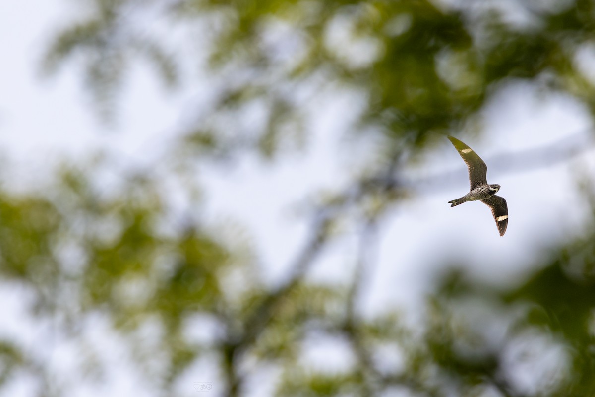 Common Nighthawk - ML636896781