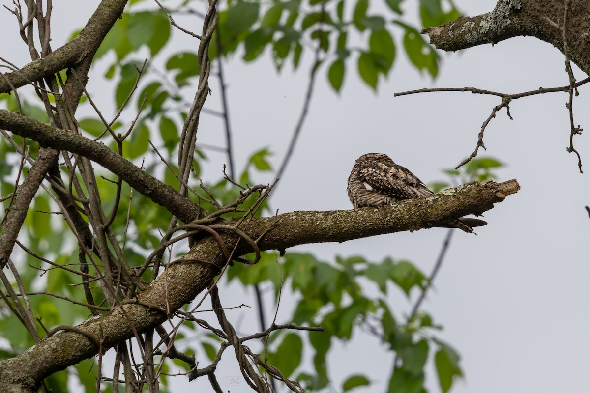 Common Nighthawk - ML636896782