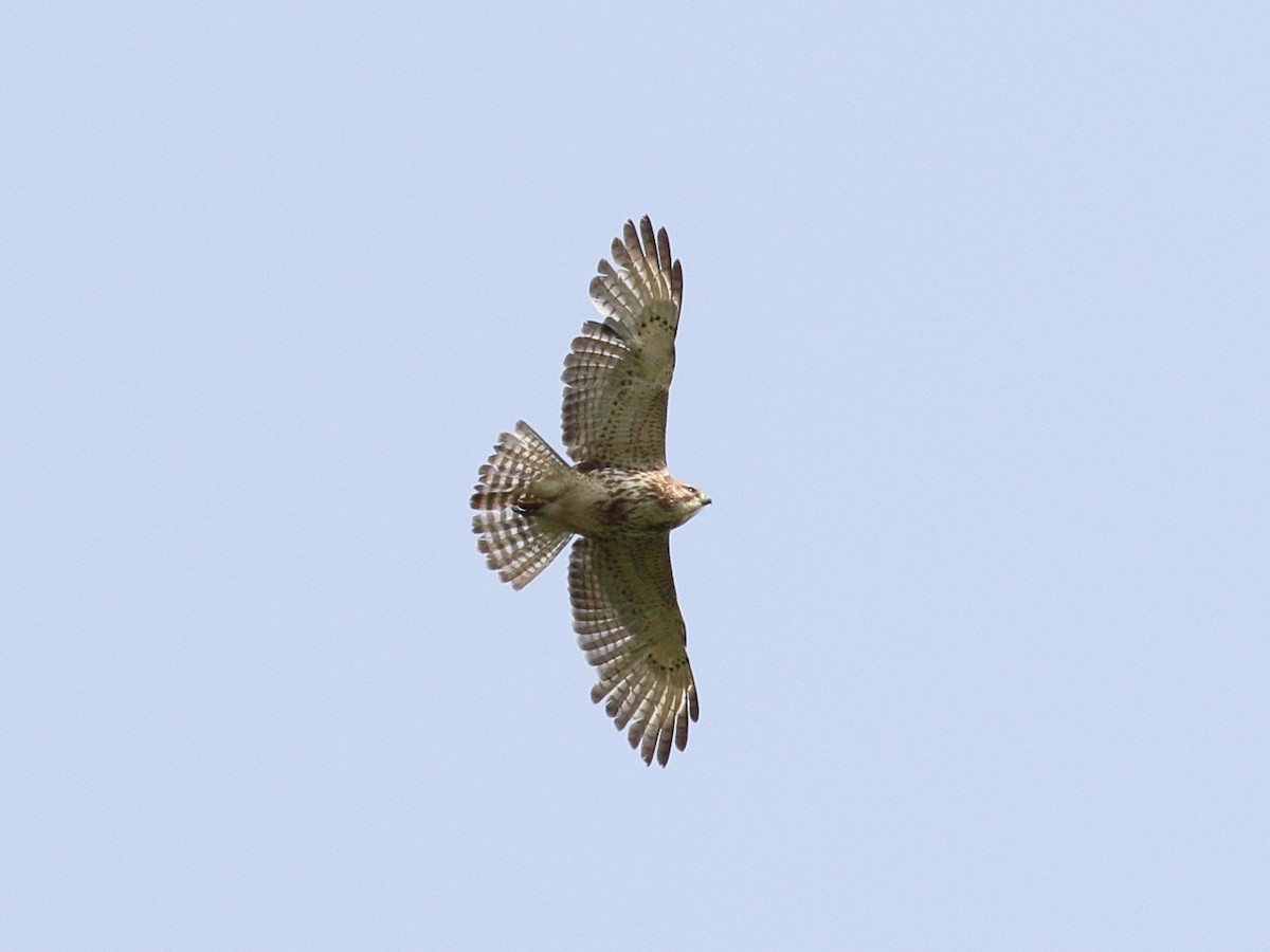 Broad-winged Hawk - ML636896788