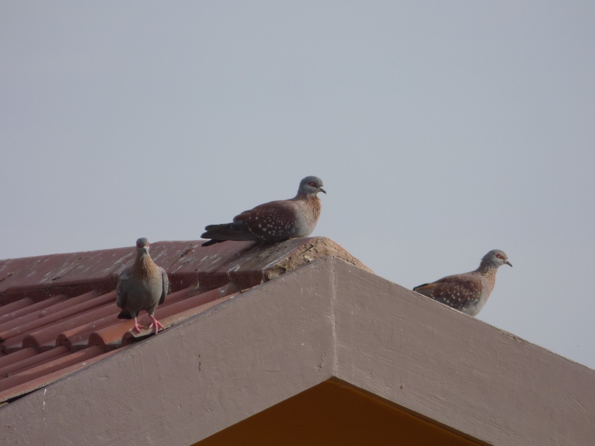 Speckled Pigeon - ML63689691