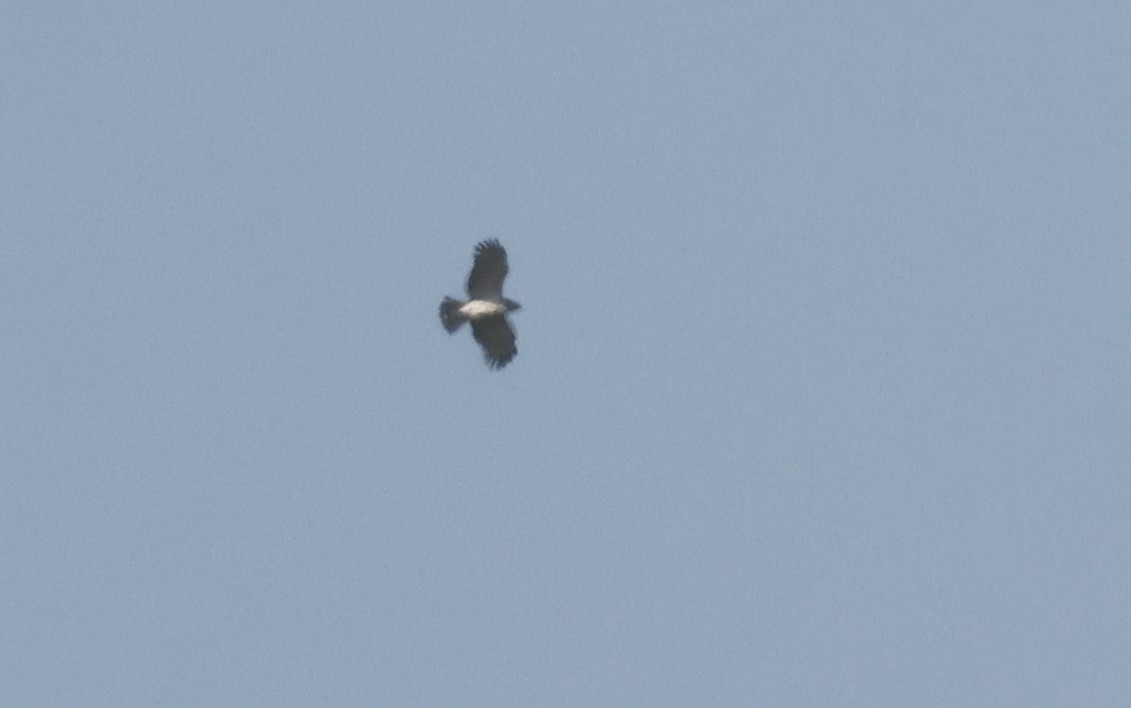 Short-toed Snake-Eagle - ML636896956
