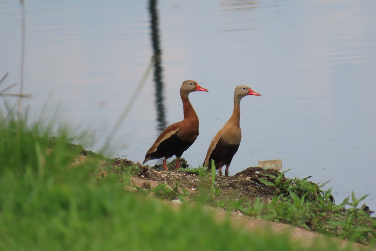 Black-bellied Whistling-Duck - ML636896960