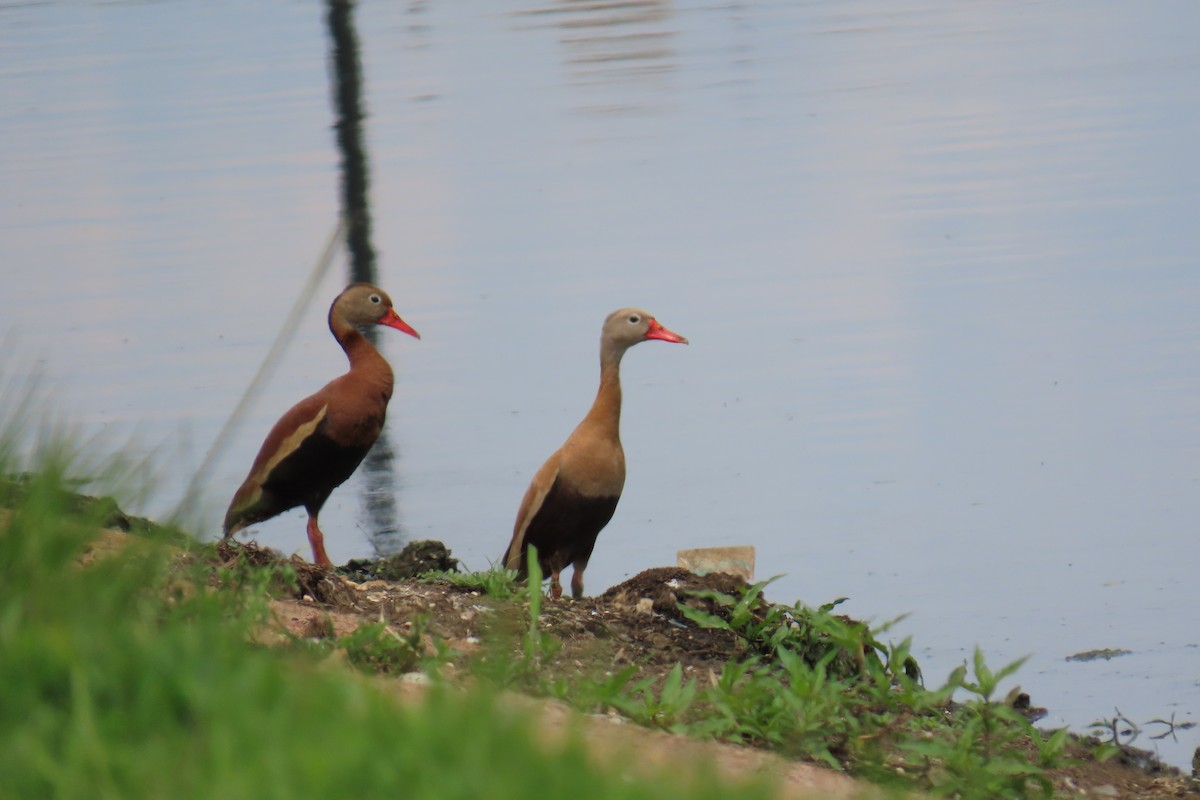 Black-bellied Whistling-Duck - ML636896961
