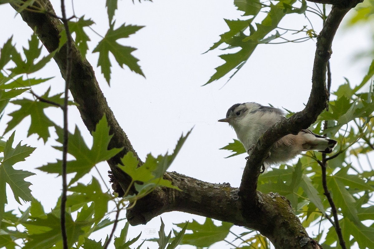 White-breasted Nuthatch - ML636896968