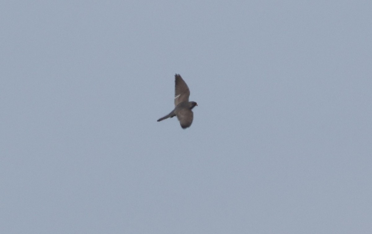 Red-footed Falcon - ML636897007