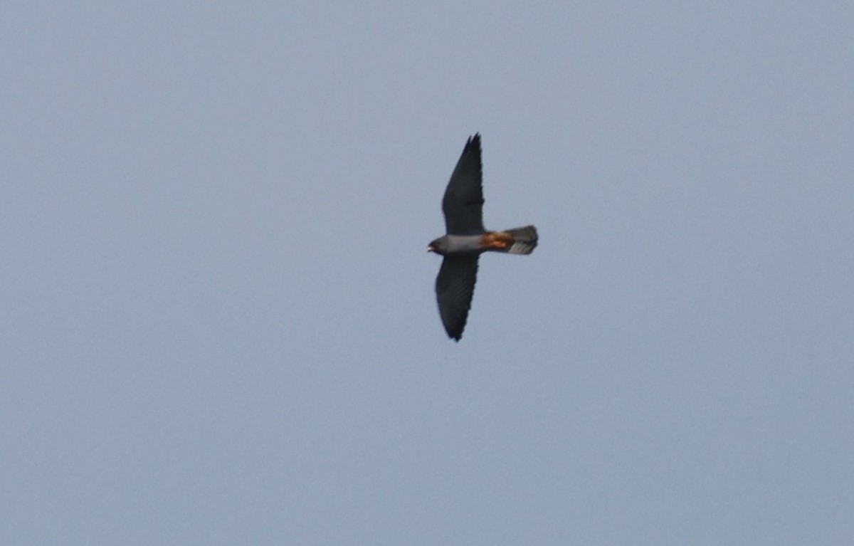 Red-footed Falcon - ML636897008