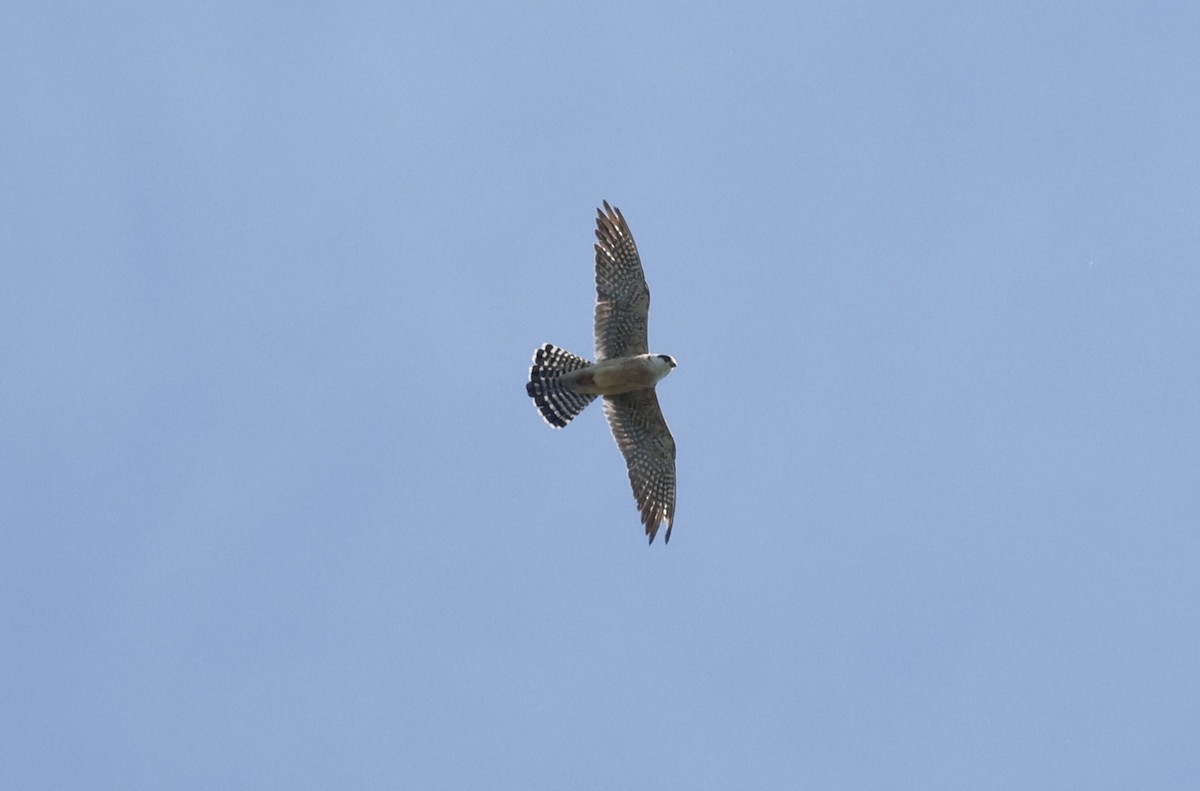 Red-footed Falcon - ML636897018