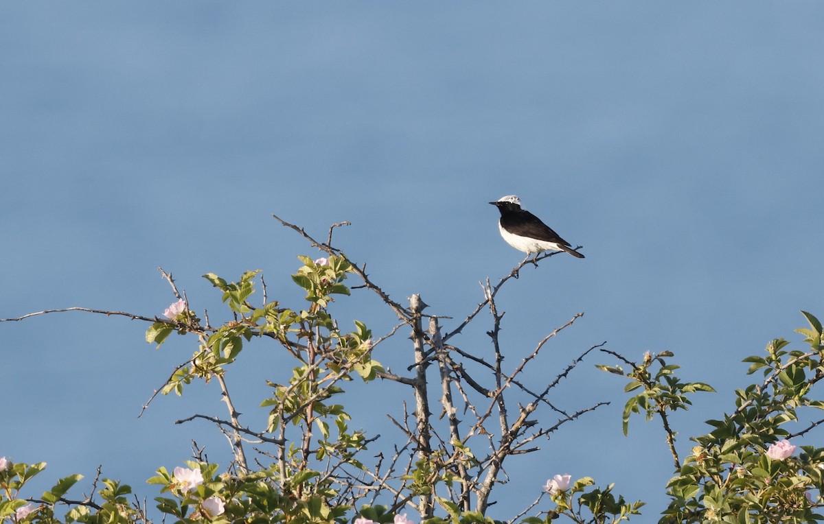 Pied Wheatear - ML636897058