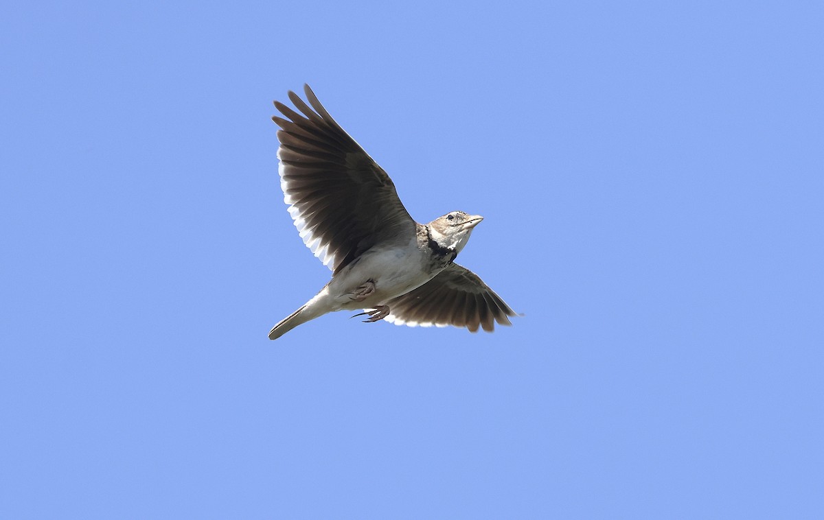 Calandra Lark - ML636897081