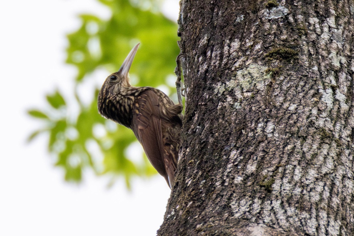 Ivory-billed Woodcreeper - ML636897086