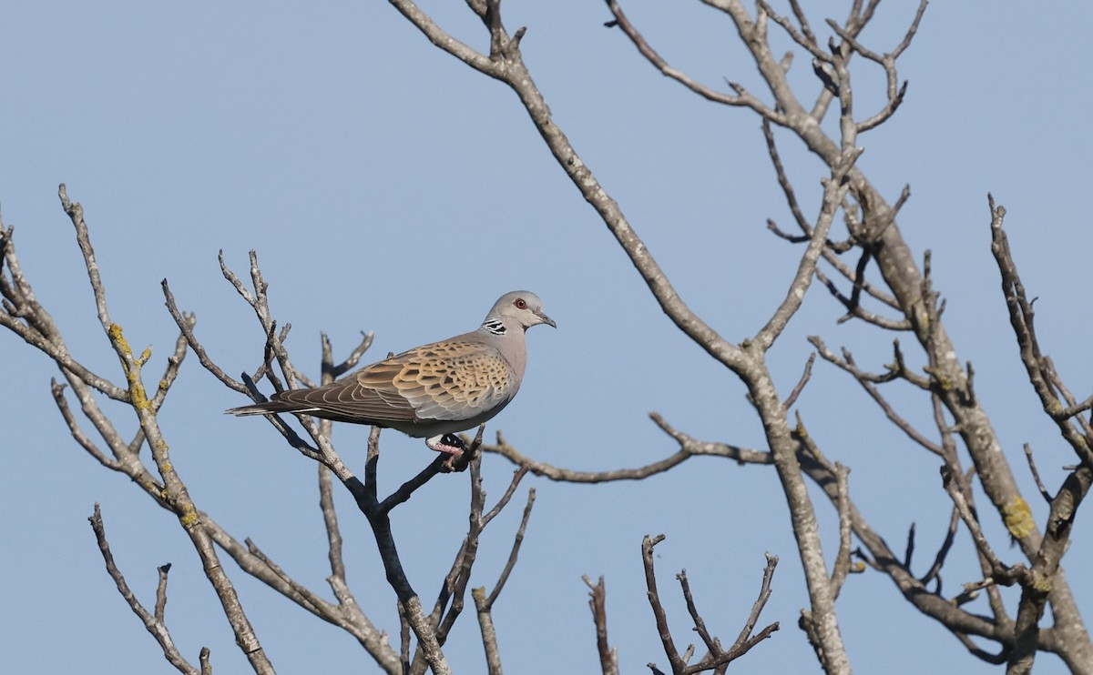 European Turtle-Dove - ML636897099