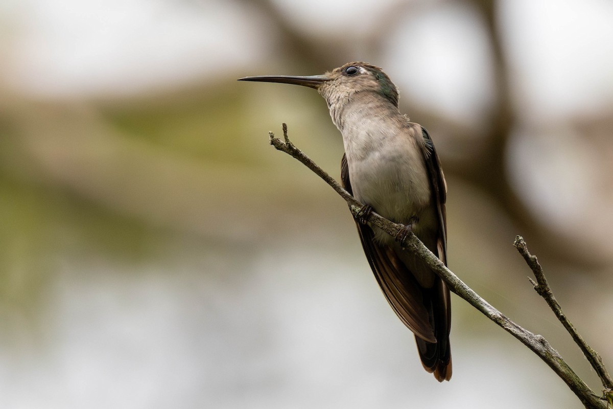 Wedge-tailed Sabrewing (Long-tailed) - ML636897110