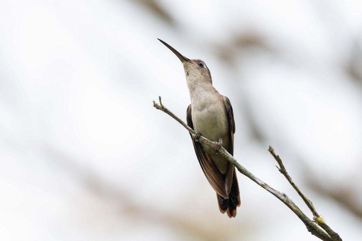Wedge-tailed Sabrewing (Long-tailed) - ML636897111