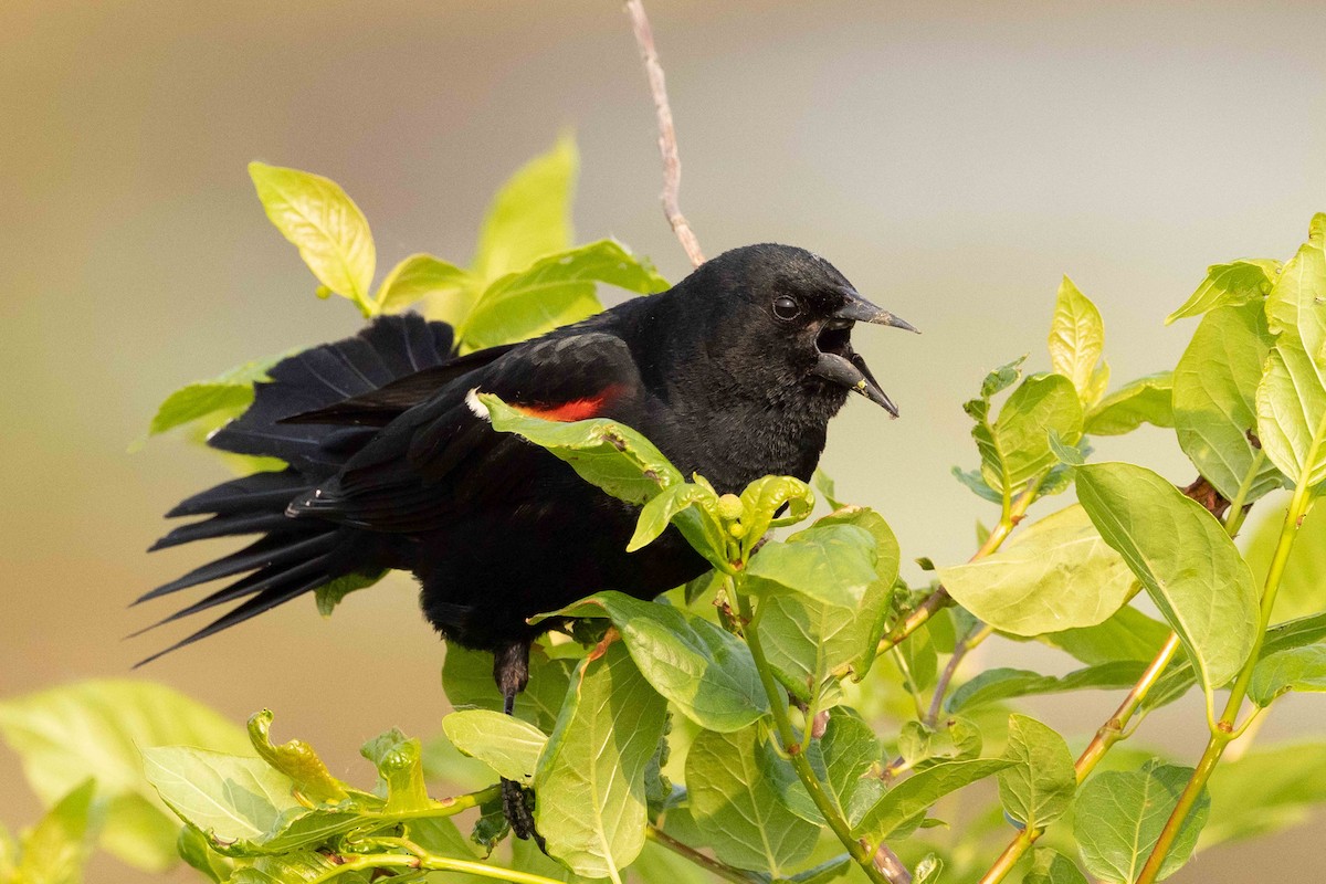 Red-winged Blackbird - ML636897183