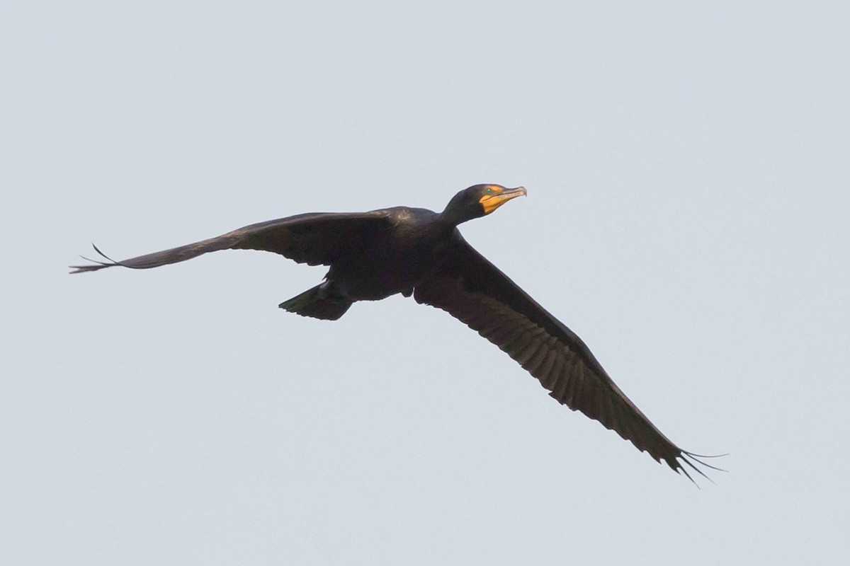 Double-crested Cormorant - ML636897223