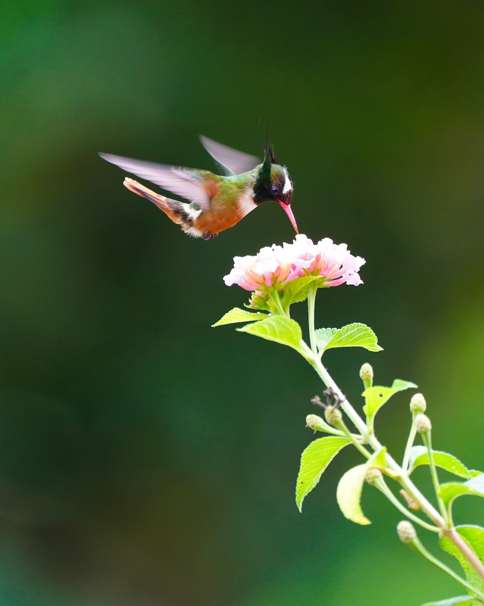 White-crested Coquette - ML636897255