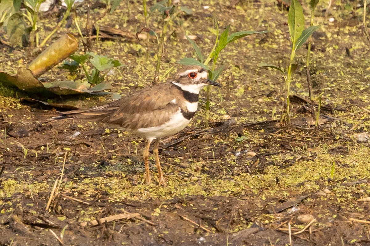 Killdeer - ML636897257