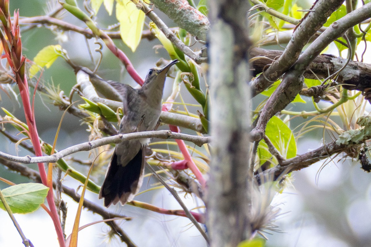 Wedge-tailed Sabrewing (Long-tailed) - ML636897273