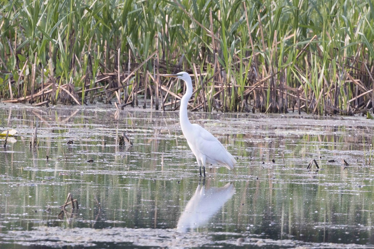 Great Egret - ML636897280