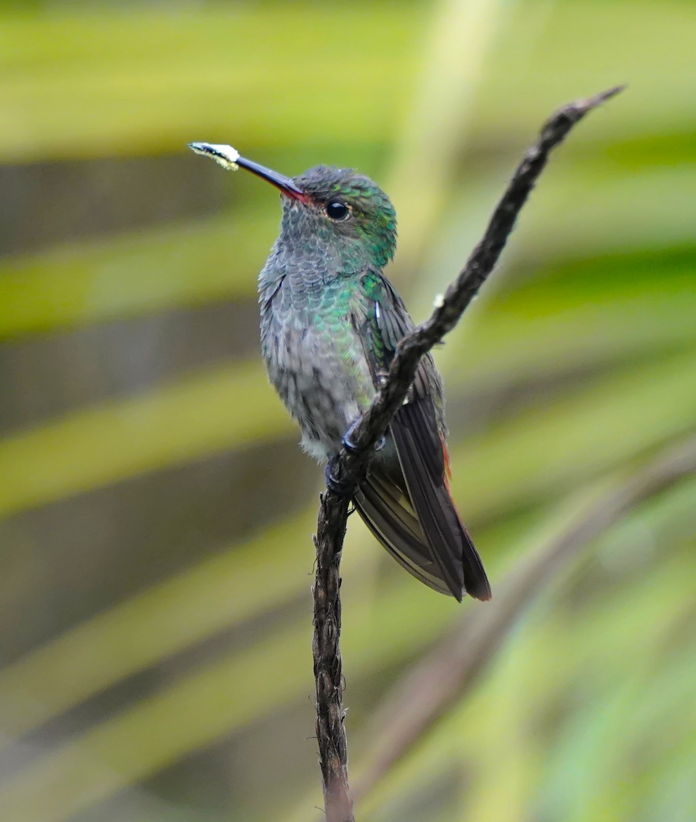 Rufous-tailed Hummingbird - ML636897284