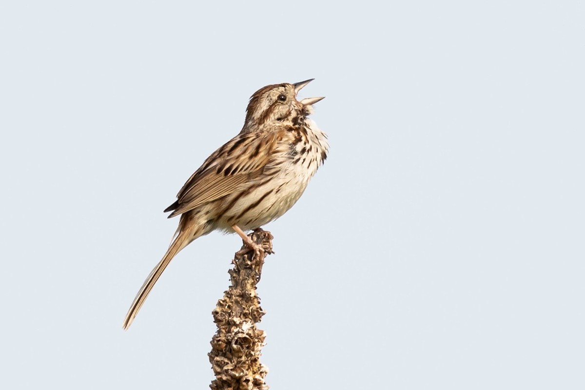 Song Sparrow - ML636897297
