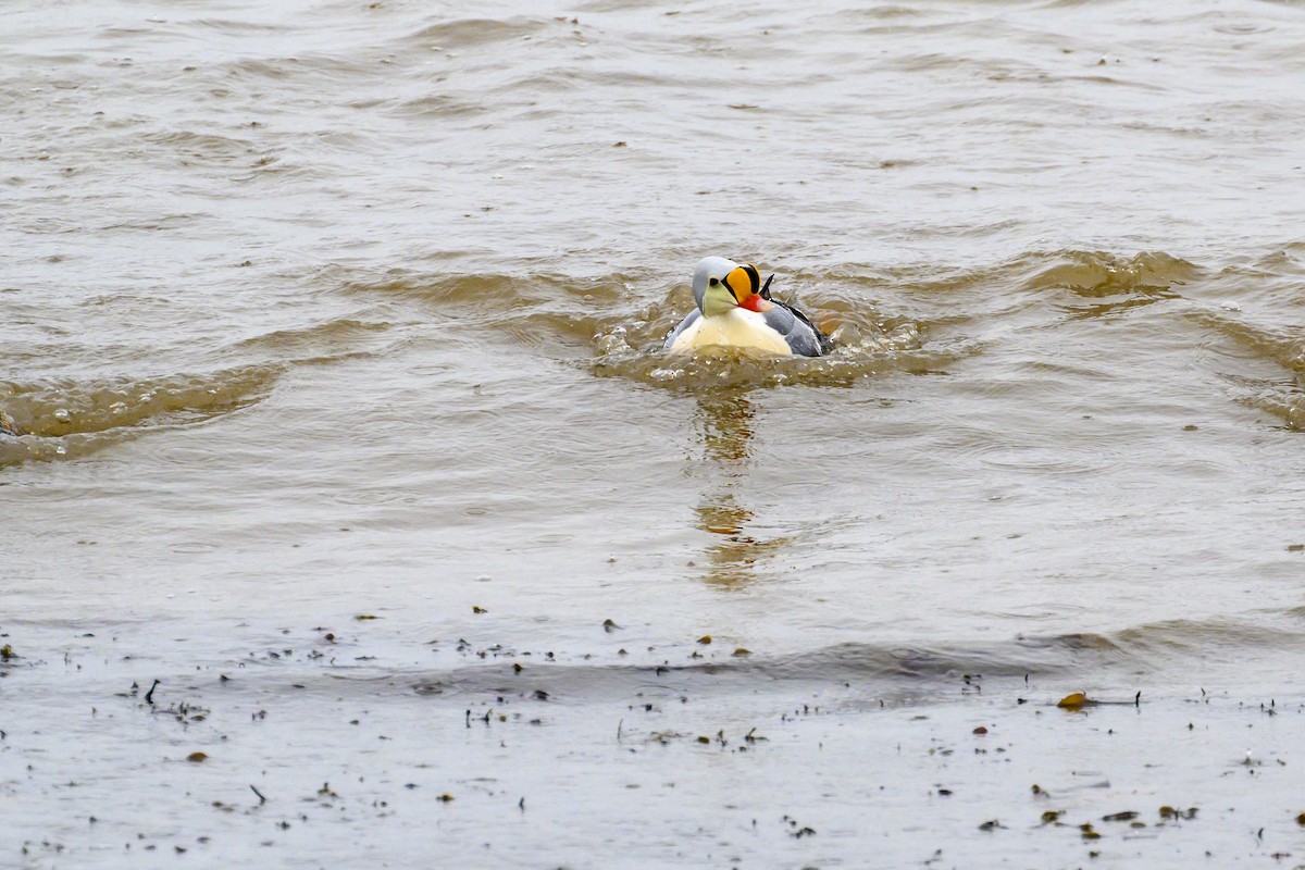 King Eider - ML636897323