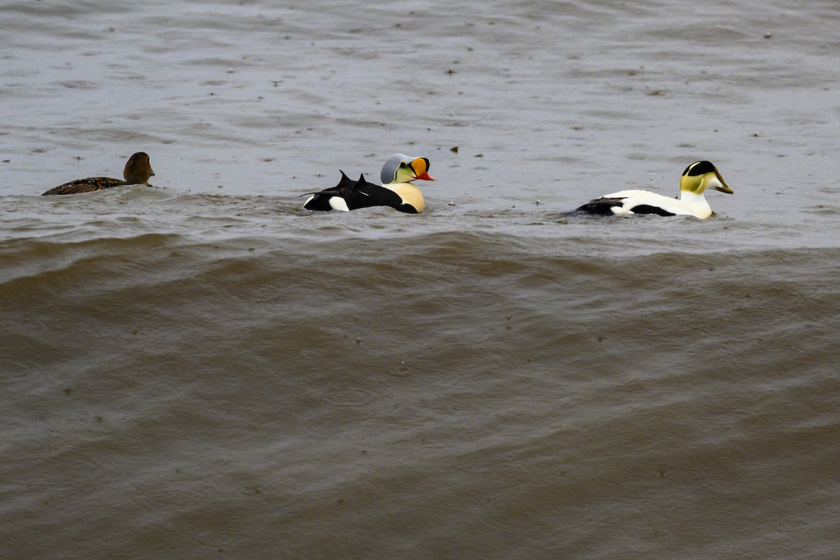 King Eider - ML636897324